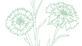 Light green Mary Kay skin care ingredient illustration of cornflowers