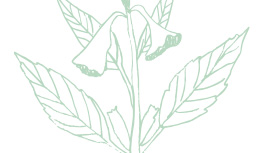 Light green Mary Kay skin care ingredient illustration of a sesame oil plant